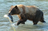 _wsb_501x366_Grizzly-with-Salmon-1_185x122