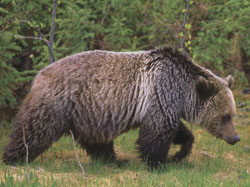 grizzly