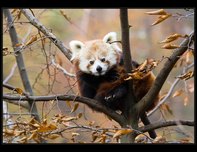 tn_panda-cervena