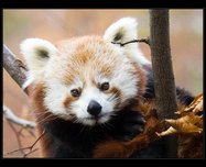 tn_panda-cervena2
