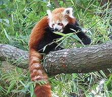 220px-RedPanda