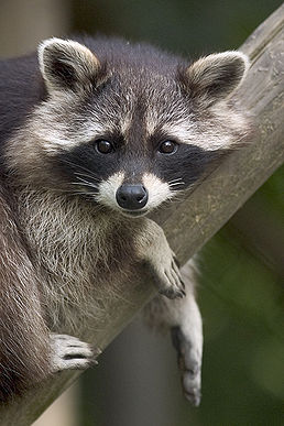 258px-Procyon_lotor_(raccoon)